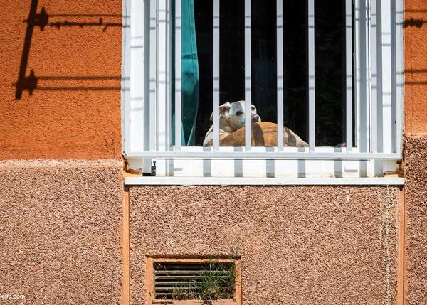 Alquilar con perro es ahora mucho más fácil... en Inglaterra: La Ley de Derechos de los Inquilinos ha entrado en vigor
