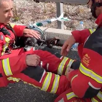 Los bomberos de Madrid rescatan a un perro tras un …