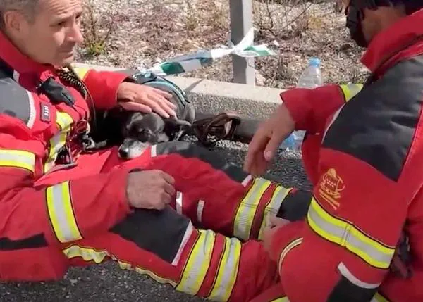 Los bomberos de Madrid rescatan a un perro tras un aparatoso accidente de coche en el que sus humanos resultaron heridos de gravedad