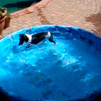 La auto-jacuzzi canina