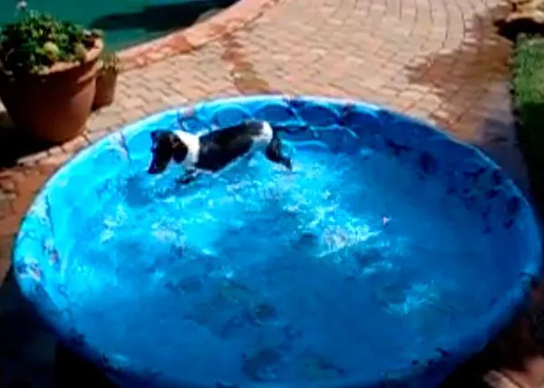 La auto-jacuzzi canina