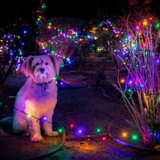 Agenda SrPerro de Diciembre: mercadillos de Navidad, escapadas y planes …