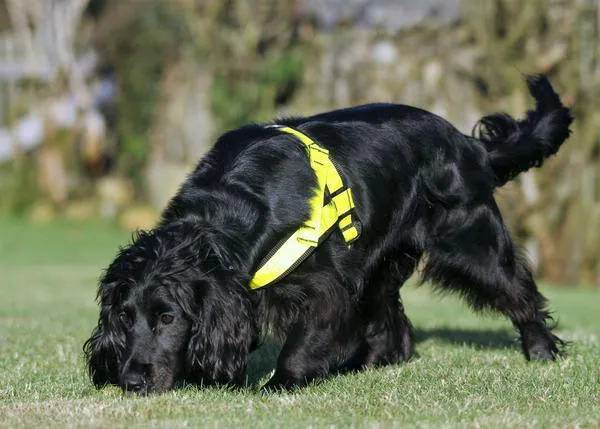 Molly, la única perra del mundo entrenada para encontrar ¡gatos!