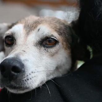 Uruguay impone la castración obligatoria de todos los perros y …