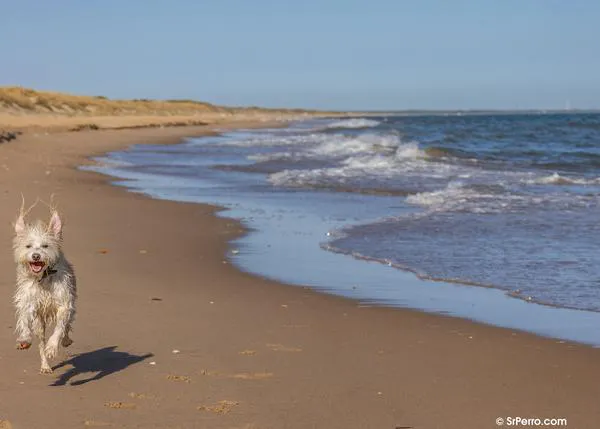Las Banderas Azules y los perros... Le hacemos la ola al Ayuntamiento del Vendrell: mantienen playa canina a costa de la banderita