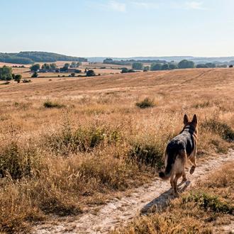 Arroya a su perro, un Pastor Alemán, y posteriormente lo …