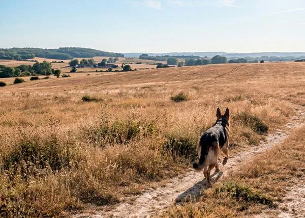 Arroya a su perro, un Pastor Alemán, y posteriormente lo remata a puñaladas: ha sido condenado a un año y ocho meses de prisión
