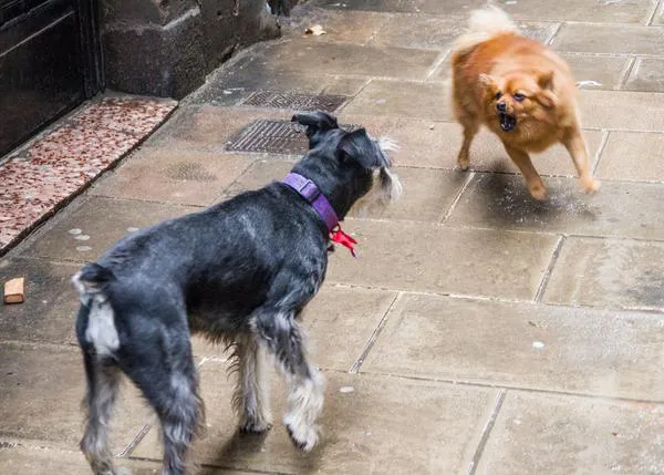 Perros que ladran incesantemente, pautas para evitar ese comportamiento