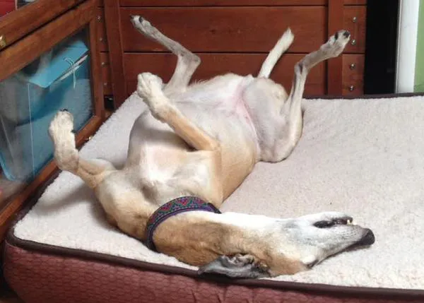 La galga feliz que corre... ¡en sueños!