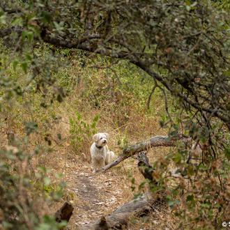 Un estudio sobre 47.000 perros a lo largo de …