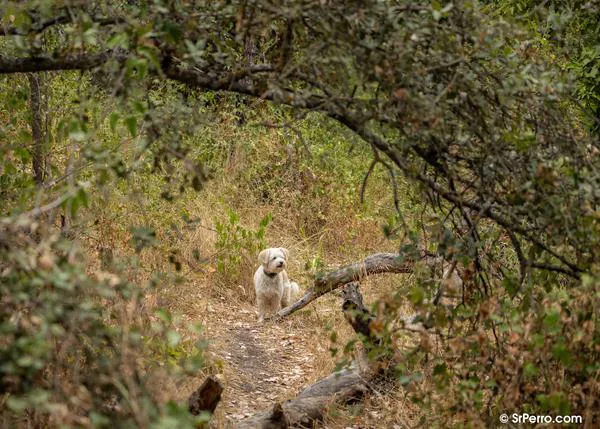 Un estudio sobre 47.000 perros a lo largo de 4 años establece un punto de referencia para entender el comportamiento canino