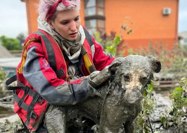 Equipos de voluntarios han trabajado durante más de una semana para salvar a los animales de las inundaciones en Jersón