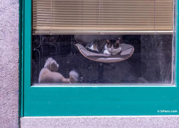Interactuar con nuestro perro o nuestro gato mejora el bienestar emocional (pero no reduce el estrés)