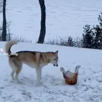 WeRateDogs y esos momentos perros que ponen de buen humor