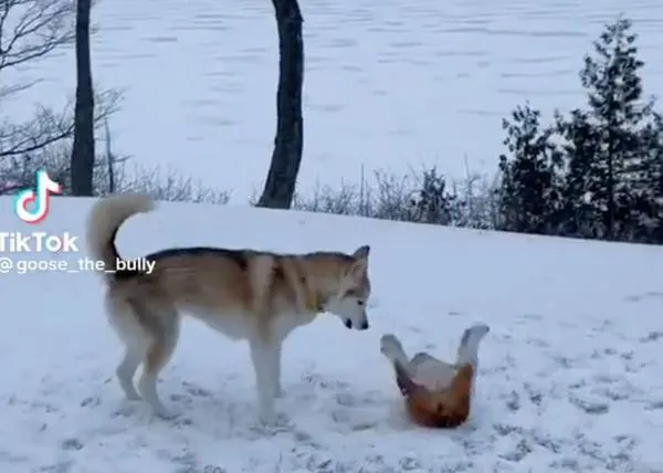 WeRateDogs y esos momentos perros que ponen de buen humor