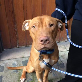 La (dolorosa) historia de Duncan, Kane, Keelo... perros que han …