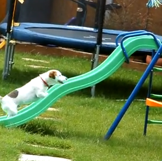 Lunes, versión perruna: el tobogán y el plasta