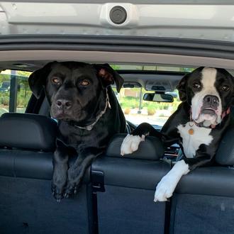 Tras la muerte de sus dos perros, una familia corre …