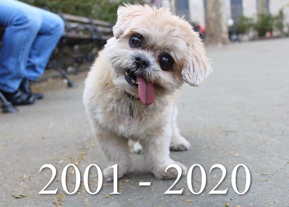 La despedida de Marnie, gran impulsora de las adopciones de perros senior, que ha muerto a los 18 años