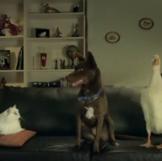 ¿Cómo que no puedes elegir a tu familia? El perro …