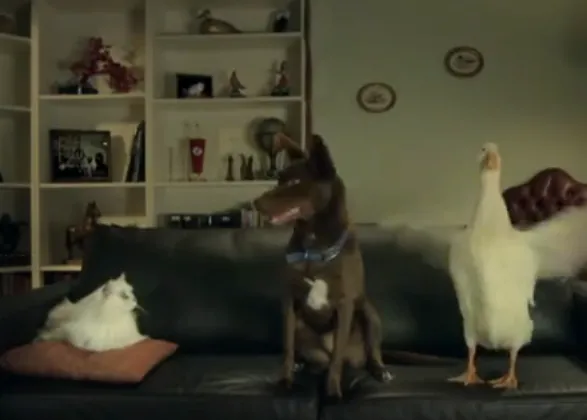 ¿Cómo que no puedes elegir a tu familia? El perro, el gato y el pato...