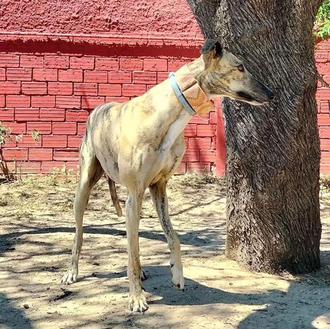 V edición del Paseo Solidario Somos Galgos, para echar una …