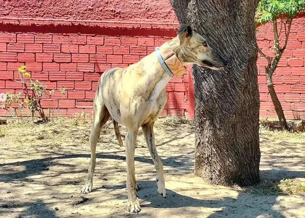 V edición del Paseo Solidario Somos Galgos, para echar una pata y pasar un buen rato: 30 de septiembre a las 11