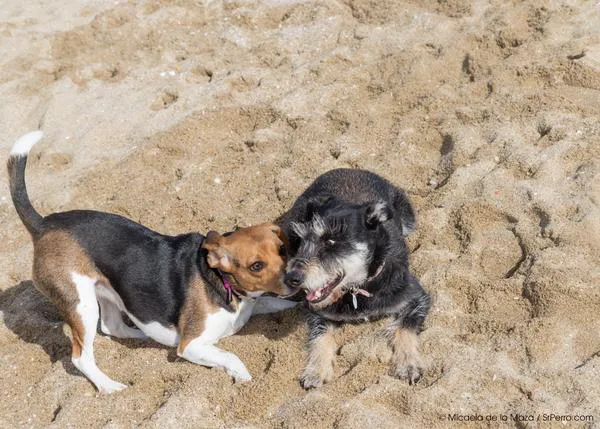Miles de personas se movilizan contra la prohibición de llevar a los perros sueltos en Barcelona