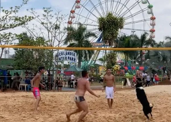 Hay un perro que juega mejor que los humanos al volley: Floki, el Border Collie que es un crack en altinha