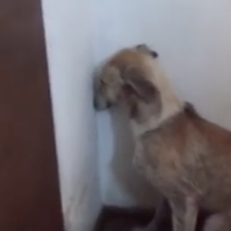 Una galga tan traumatizada que sólo mira a la pared …