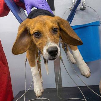 Ante un nuevo caso de maltrato animal (legal) en un …