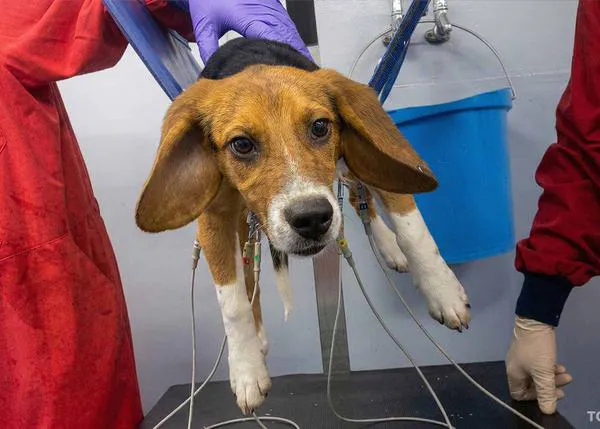 Ante un nuevo caso de maltrato animal (legal) en un laboratorio, recogen firmas para exigir a la UE la eliminación progresiva de estas pruebas