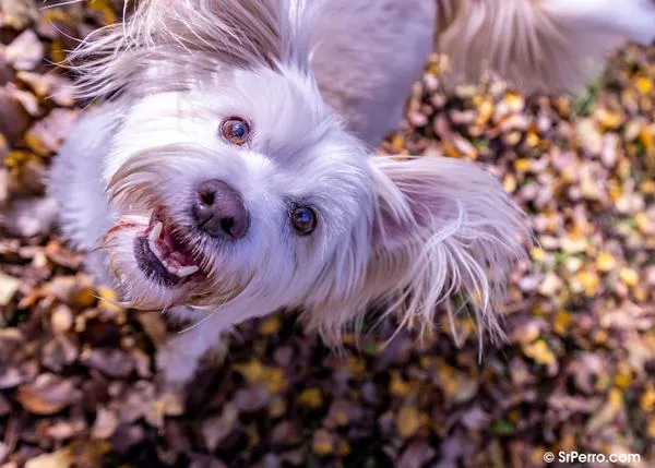 ¿Las mayores sorpresas de las personas que conviven con perros? Lo mucho que llegan a quererlos o lo caro que es su cuidado