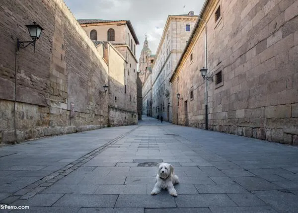 Ser de verdad dog friendly sería 