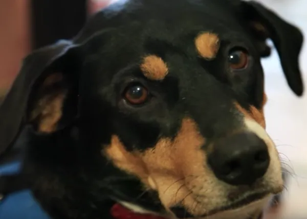 Perros detectores de gluten para ayudar a personas celiacas