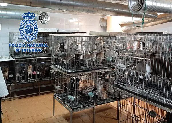 Tras dos años de espera, ANAA y FAPAM logran la custodia definitiva de los 270 chihuahuas rescatados de un criadero infernal
