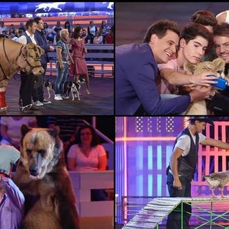 #ApagonVayaFauna: campaña para que Mediaset y Telecinco cancele el polémico …