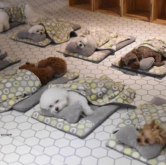 Iirresistibles estampas de cachorros durmiendo la siesta lanzan a la …