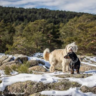 Casas, hoteles y campings dog friendly para disfrutar de la …