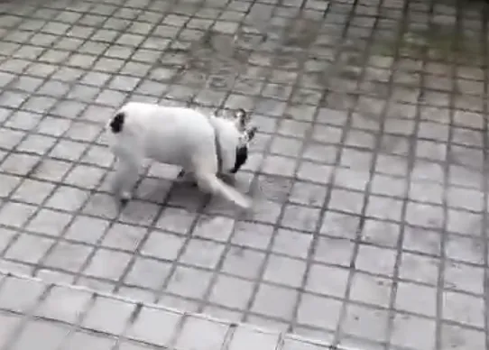 Perros aplicando la filosofía perruna: disfrutando y contagiando felicidad