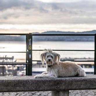 Vigo prohíbe el uso de petardos en Navidad (salvo autorización …