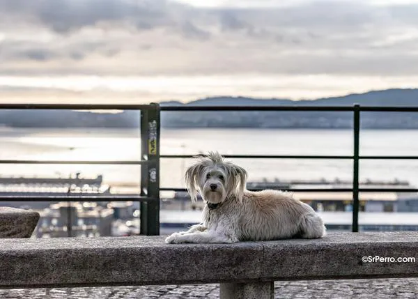 Vigo prohíbe el uso de petardos en Navidad (salvo autorización expresa) y la industria pirotécnica ¡amenazas con demandas!