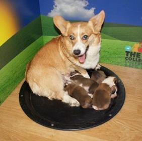 Gran Hermano en versión canina: 24 horas de cachorritos a …