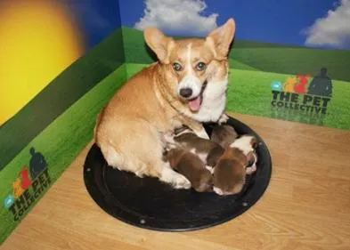 Gran Hermano en versión canina: 24 horas de cachorritos a través de internet