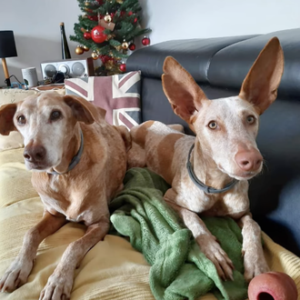 La nueva y feliz vida de los 