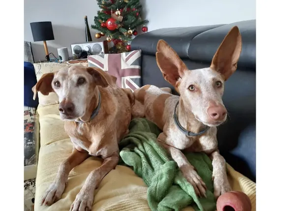 La nueva y feliz vida de los 