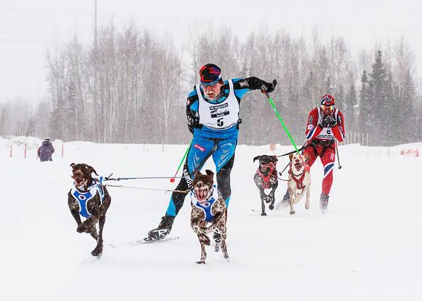 Dog Power Movie: espectaculares imágenes de atletas caninos y sus humanos