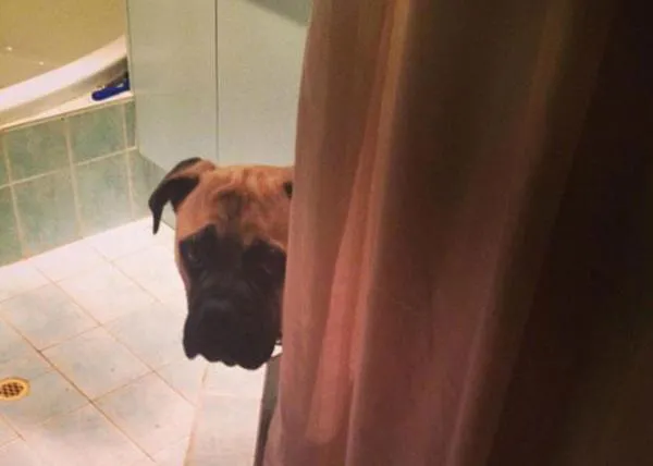 Esos perros que no te dejan solo ni cuando te vas a duchar... ¡esos perros!