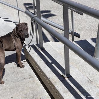 Robos de perros, una preocupante realidad en El Reino Unido