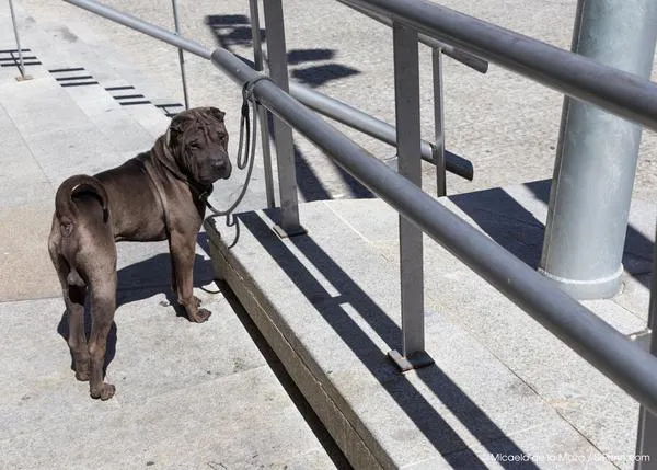 Robos de perros, una preocupante realidad en El Reino Unido